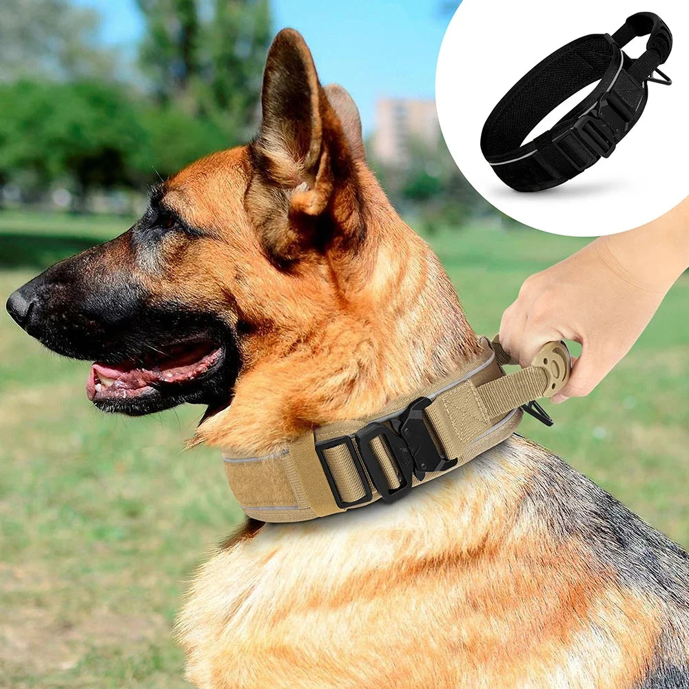 Collars/Leashes