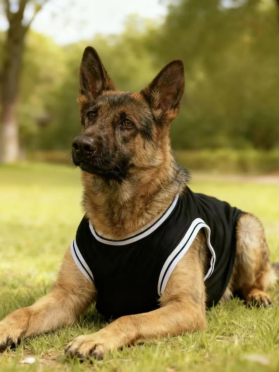 Summer Lightweight Breathable Dog Sports Tank Top Style 23 for Medium Large Breeds,Doberman Golden Retriever German Shepherd