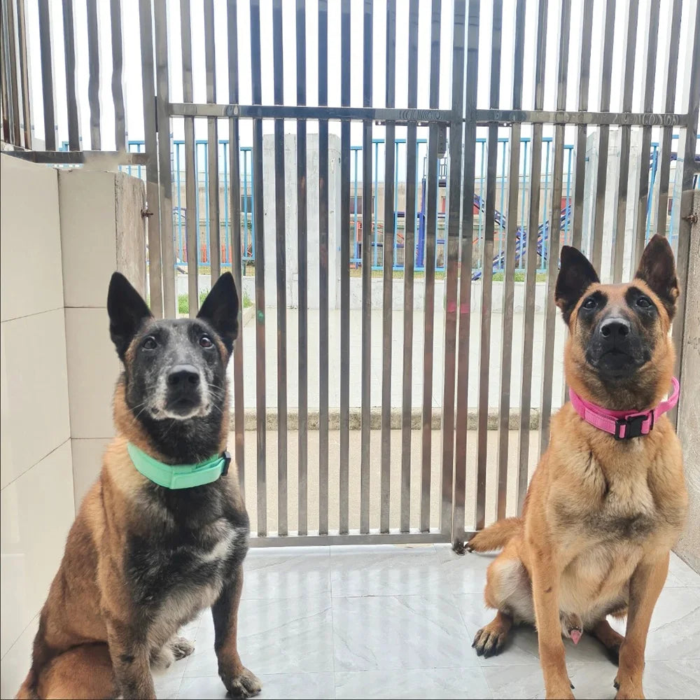 Durable Metal Buckle Pet Collars for Medium Large Dogs Solid Nylon Big Dog Collar with Handle Greyhound Mascotas Accessories
